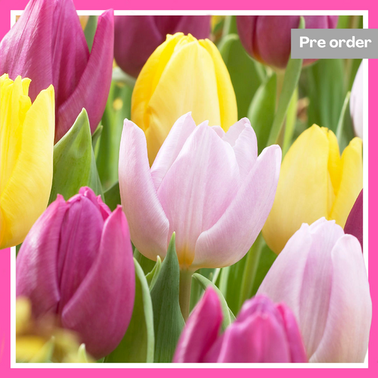Tulip Prince Mix (25 Premium Flower Bulbs)