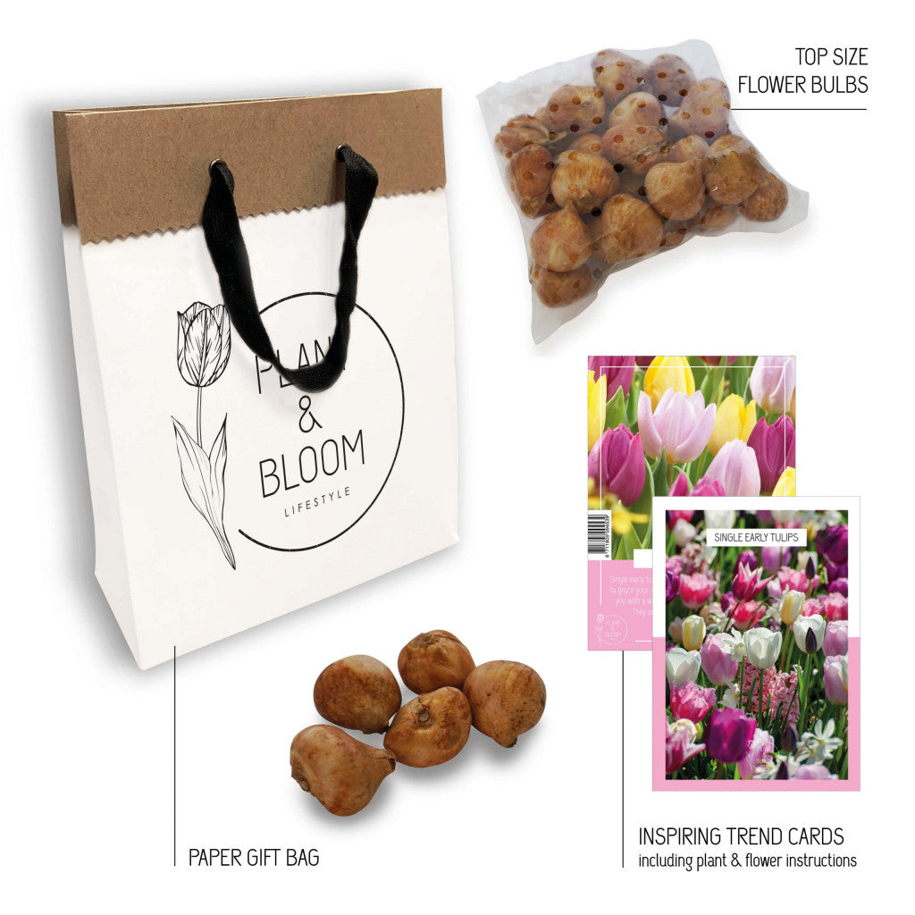 Tulip Prince Mix (25 Premium Flower Bulbs)