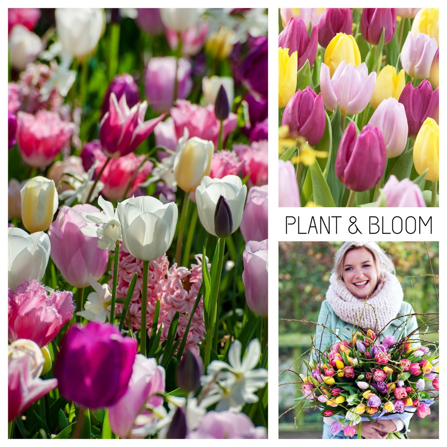 Tulip Prince Mix (25 Premium Flower Bulbs)