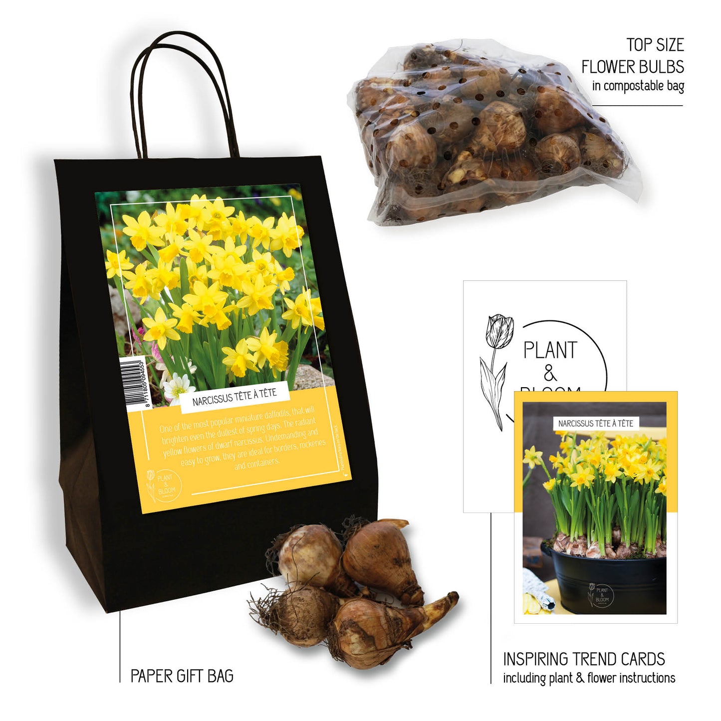 Narcissus Tete a Tete (35 Flower Bulbs)