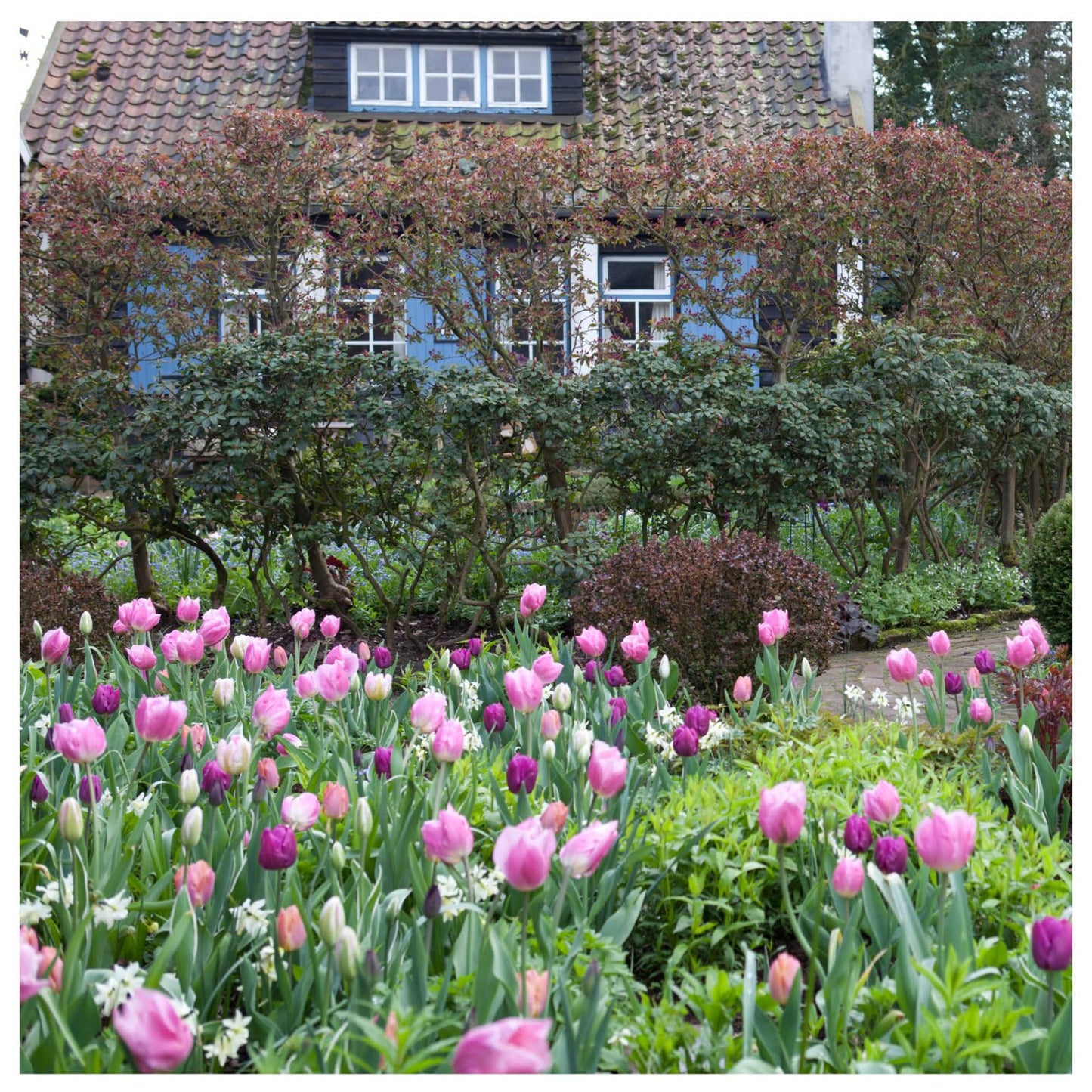 Cottage Garden Tulip Mix (35 Premium Flower Bulbs)
