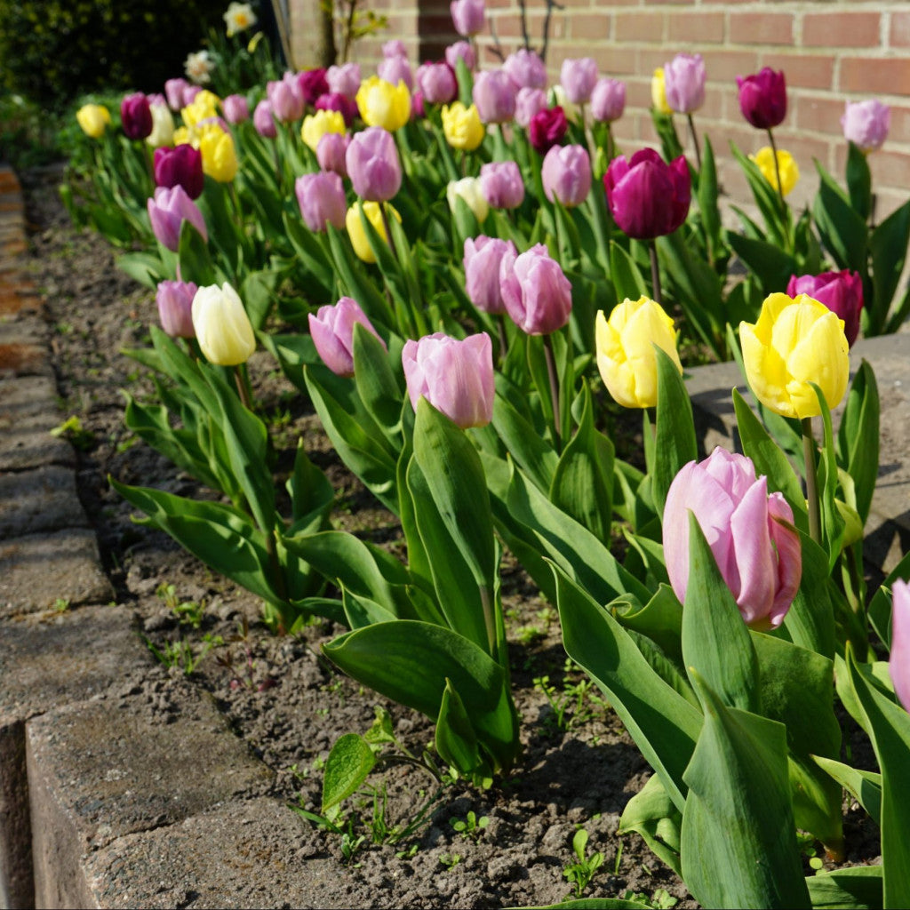 Tulip Prince Mix (25 Premium Flower Bulbs)