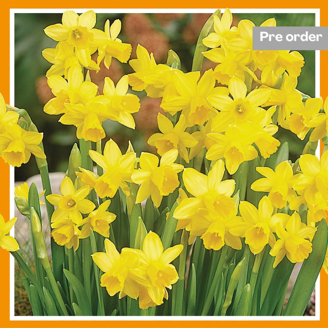 Narcissus Tete a Tete (35 Flower Bulbs)