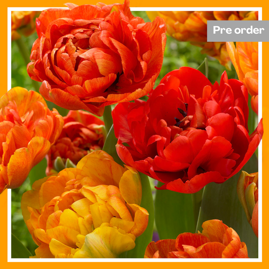 Double Sun Lover Tulips (25 Premium Flower Bulbs)