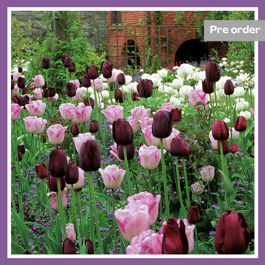 Cottage Garden Tulip Mix (35 Premium Flower Bulbs)